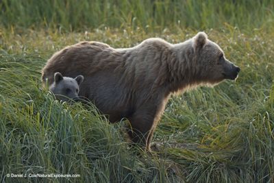 Daniel J. Cox, 2019 Alaska Brown Bear Photography Tour I, photograph 1