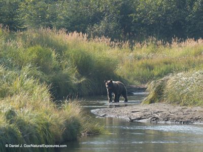 Daniel J. Cox, 2019 Alaska Brown Bear Photography Tour I, photograph 2