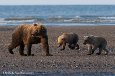 Daniel J. Cox, 2019 Alaska Brown Bear Photography Tour I, photograph 3