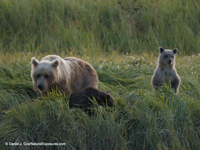 Daniel J. Cox, 2019 Alaska Brown Bear Photography Tour I, photograph 4