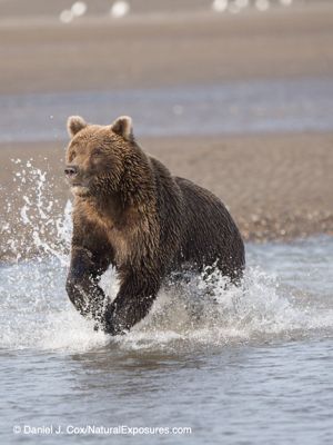 Daniel J. Cox, 2019 Alaska Brown Bear Photography Tour II, photograph 1
