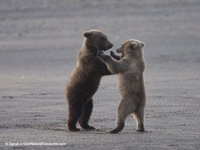 Daniel J. Cox, 2019 Alaska Brown Bear Photography Tour II, photograph 2