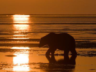 Daniel J. Cox, 2019 Alaska Brown Bear Photography Tour II, photograph 4