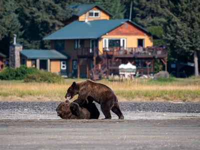 Jim Farmer, 2019 Alaska Brown Bear Photography Tour I, photograph 1