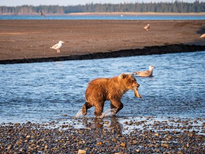Jim Farmer, 2019 Alaska Brown Bear Photography Tour I, photograph 2