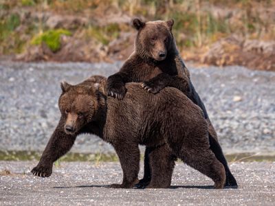 Jim Farmer, 2019 Alaska Brown Bear Photography Tour I, photograph 3