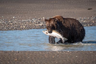 Jim Farmer, 2019 Alaska Brown Bear Photography Tour I, photograph 4