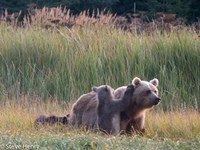 Mom with 2 cubs