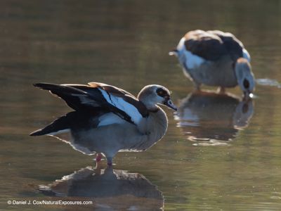 Egyptian goose (Alopochen aegyptiaca) Sabi River, Sabi Sands, South Africa.