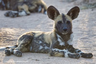 Wild Dog (Lycaon Pictus) puppies, Sabi Sands, South Africa.