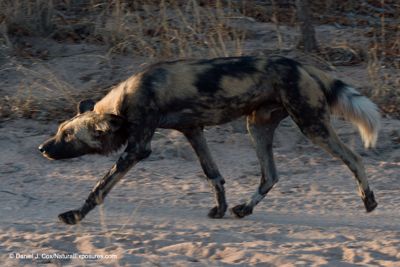 Wild Dog (Lycaon Pictus) puppies, Sabi Sands, South Africa.