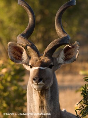 Greater kudu (Tragelaphus strepsiceros) male. Sabi Sands Game Reserve, South Africa.