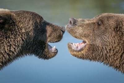Randy Laferr, 2019 Alaska Brown Bear Photography Tour I, photograph 2