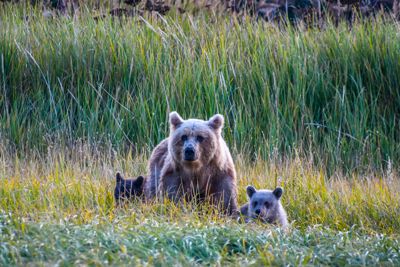 Blond Mom and cubs