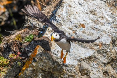 Horned puffin