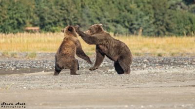 Two junior grizzly bears at play