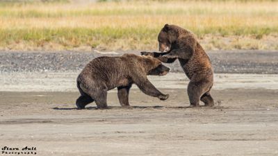 Two junior grizzly bears at play
