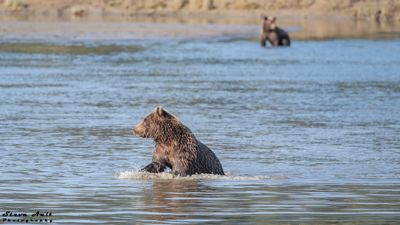 Junior grizzly bears fishing for salmon