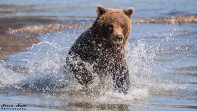 Junior grizzly fishing for salmon