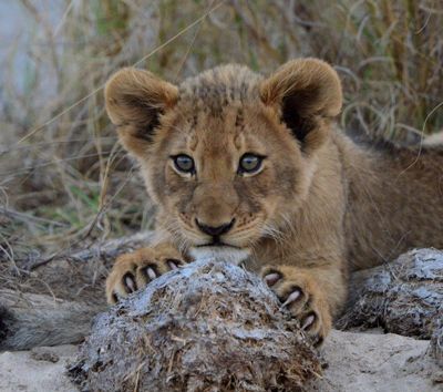 Rosanne Zapp, 2019 South Africa Ultimate Cat Experience, photograph 1