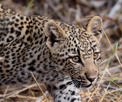 Rosanne Zapp, 2019 South Africa Ultimate Cat Experience, photograph 2