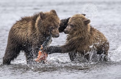 Food Fight