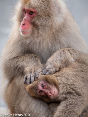 Snow Monkeys