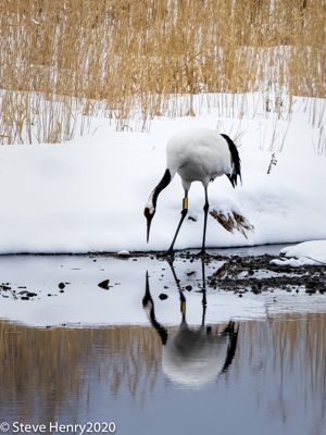 Red Crowned Crane