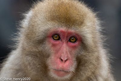 Snow Monkey