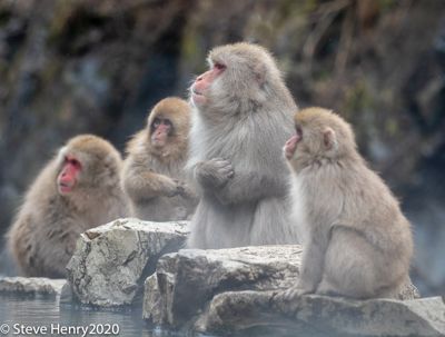Snow Monkey Family