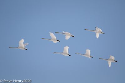 Flying Whooper Swans