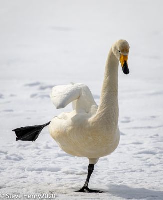 Whooper Swan Skating?