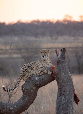 Joe Dotson, 2019 South Africa Ultimate Cat Experience, photograph 1
