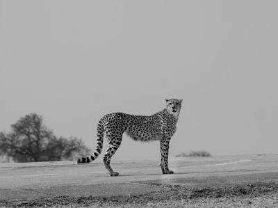 Joe Dotson, 2019 South Africa Ultimate Cat Experience, photograph 4