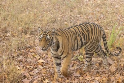 Taylor Beattie, 2022 India Tiger Photo Safari, photograph 1