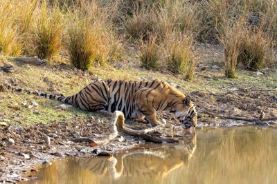 Taylor Beattie, 2022 India Tiger Photo Safari, photograph 2