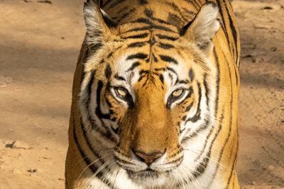 Taylor Beattie, 2022 India Tiger Photo Safari, photograph 3