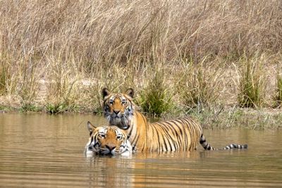 Taylor Beattie, 2022 India Tiger Photo Safari, photograph 4