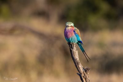 Lilac Breasted Roller at Londolozi