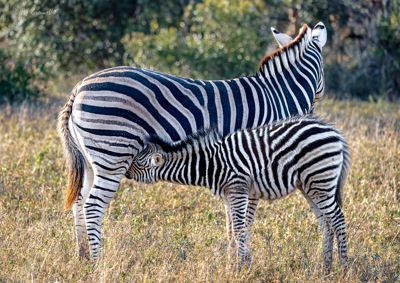 Nursing Zebra at Londolozi