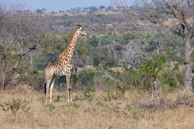 Male Giraffe at Londolozi