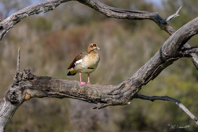Egyptian Goose in Londolozi