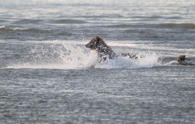 Looking for salmon