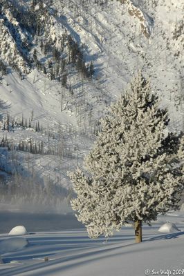 Sue Wolfe, 2008 Winter in Yellowstone Photography Tour II, photograph 4