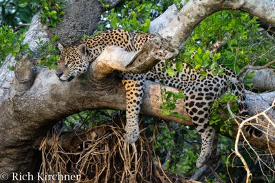 Rich Kirchner, 2023 Brazil Pantanal Jaguar Wildlife Photo Expedition II, photograph 4