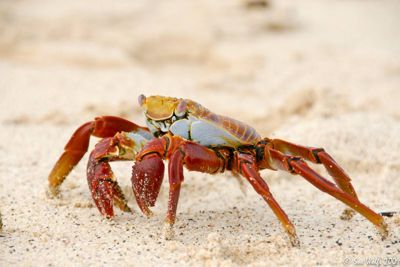 Sue Wolfe, 2009 Galapagos Photography Tour by Private Luxury Yacht, photograph 1