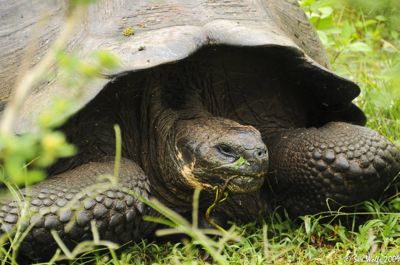 Sue Wolfe, 2009 Galapagos Photography Tour by Private Luxury Yacht, photograph 2