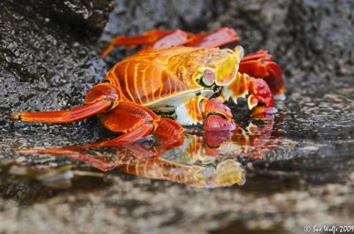 Sue Wolfe, 2009 Galapagos Photography Tour by Private Luxury Yacht, photograph 3