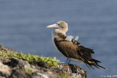 Sue Wolfe, 2009 Galapagos Photography Tour by Private Luxury Yacht, photograph 4