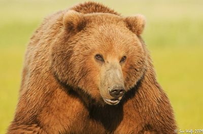 Sue Wolfe, 2009 Alaska Brown Bear Photography Trip II, photograph 1